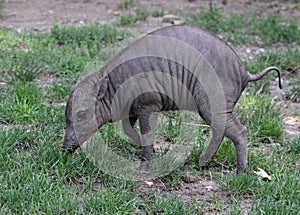 Baby Babirusa