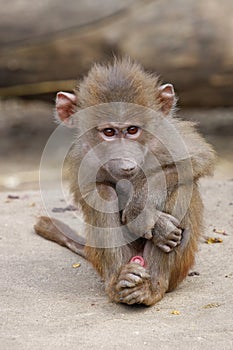 Baby baboon