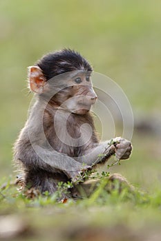 Baby Baboon