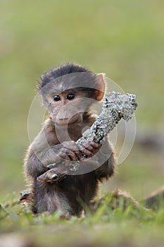 Baby Baboon photo