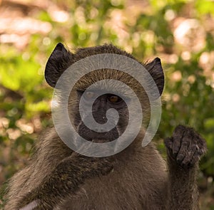 Baby baboon