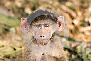 Baby Baboon