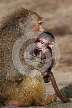 Baby baboon