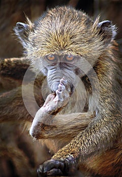 Baby baboon