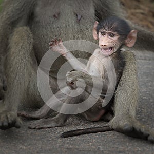 Baby baboon clown pulling faces