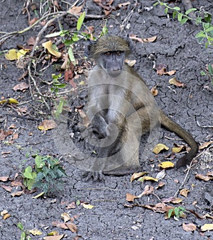 Baby Baboon, disambiguation, sitting on ground photo