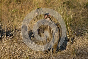 Baby Baboon with Grass on Mom's Back