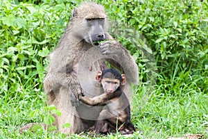 Baby baboon with its mother