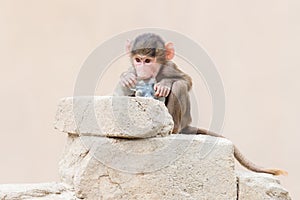 Baby baboon learning to eat through play