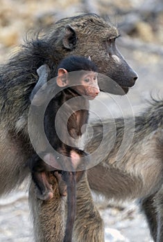 Baby baboon on mother`s back closeup