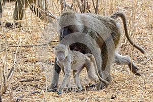 Baby baboon with a mother walking in the wild, Africa