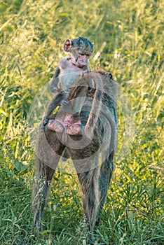 Baby Baboon plays with mother in Africa`s wilderness