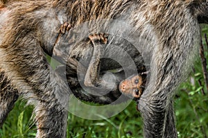 Baby Baboon Riding Below Mother