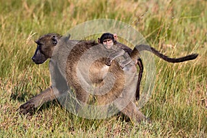 Baby baboon riding on mother`s back.