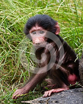 Baby Baboon on Rock in Grass