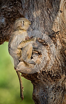 Baby baboon sits on tree limb in Kenya