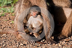 Baby baboon sitting against his mother