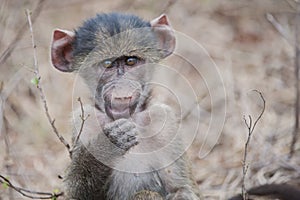 A baby Baboon, South Africa