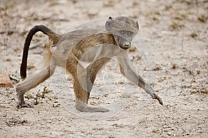 Baby Baboon walking, South Africa