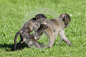 Baby baboons playing