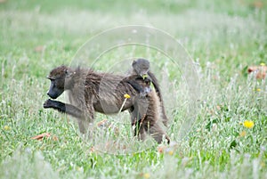 Baby on back of female baboon