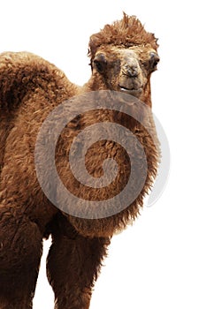 Baby Bactrian camel