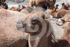 A baby bactrian camel or calve photo