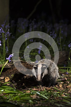 Baby badger cub in bluebells - Meles meles