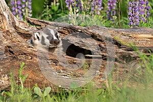 Baby badger cub exploring a hollowed out log during springtime photo