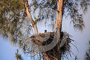 Baby bald eaglet Haliaeetus leucocephalus in a nest on Marco Island