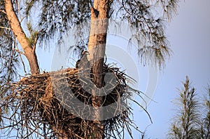 Baby bald eaglet Haliaeetus leucocephalus in a nest on Marco Island