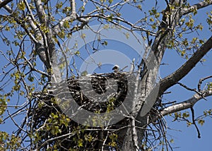 Baby bald eaglet in nest