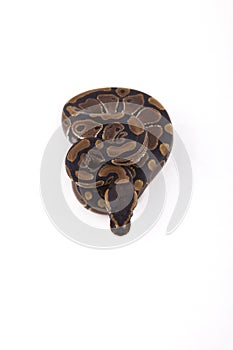 Baby Ball or Royal Python