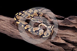 Baby Ball or Royal Python, Fire morph