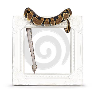 Ballpython snake on white background