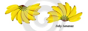 Baby bananas branch isolated on a white background