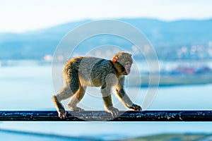 Baby Barbary Macaque