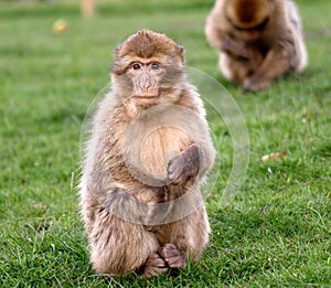 Baby Barbary Macaque