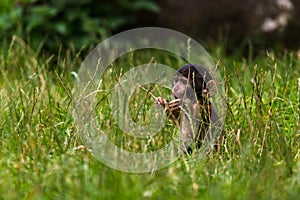 Baby Barbary macaque in the long grass