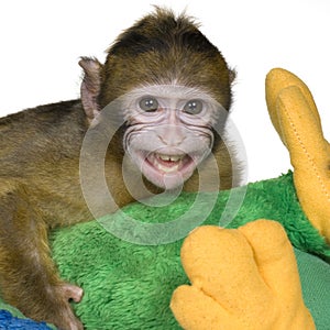 Baby Barbary Macaque - Macaca