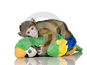 Baby Barbary Macaque - Macaca