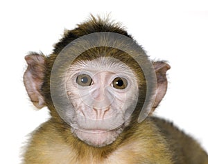 Baby Barbary Macaque - Macaca