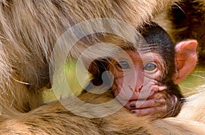 Baby Barbary Macaque (Macacus sylvanus)