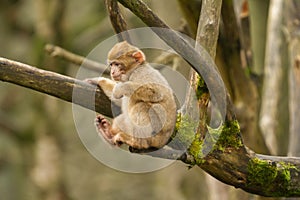 A baby barbary macaque monkey
