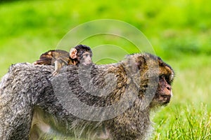 Baby Barbary macaque riding on its mothers back