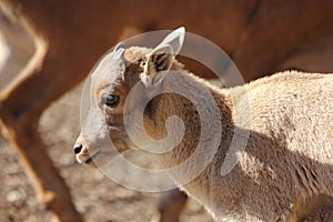 Baby Barbary Sheep, Aoudad