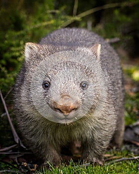 Baby bare nosed wombat photo