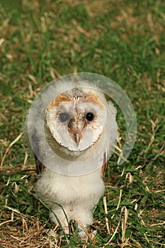 Baby Barn Owl