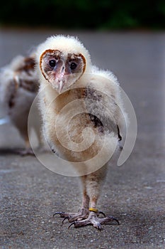 Baby Barn Owl