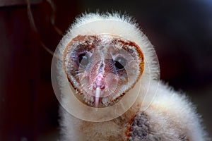 Baby Barn Owl Stare